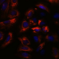 RAB27A antibody