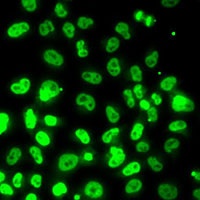 Anti-RPA3 Antibody