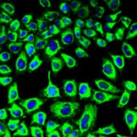 Anti-SDHA Antibody