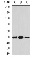 Serpin A4 Antibody