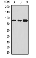 Serpin G1 Antibody