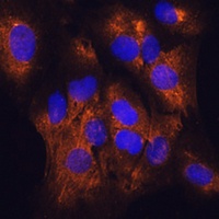 Serpin G1 Antibody