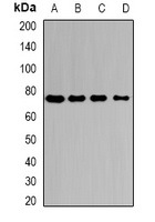 Citrin Rabbit Polyclonal Antibody