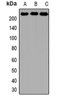BRG1 Antibody