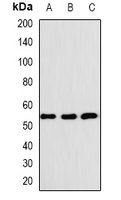 BAF57 Rabbit Polyclonal Antibody