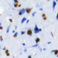 Anti-SOX2 Antibody