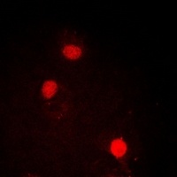 Anti-SOX2 Antibody