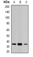 STAR Rabbit Polyclonal Antibody