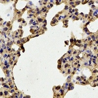 STIP1 antibody