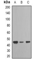 TARDBP Antibody