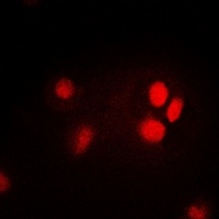 Anti-Thymopoietin Antibody