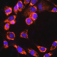 TRIM23 antibody