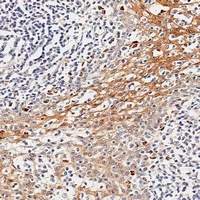 TSC22D3 antibody