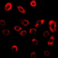 Anti-GILZ Antibody