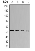 SEN2 Rabbit Polyclonal Antibody