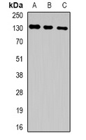 HuF2 Rabbit Polyclonal Antibody