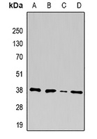 U2AF1 Antibody