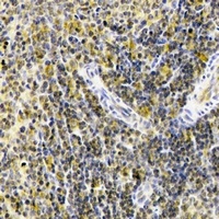 Anti-STS-1 Antibody