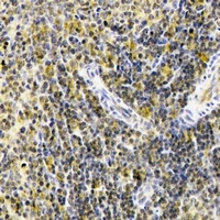 UBASH3B antibody