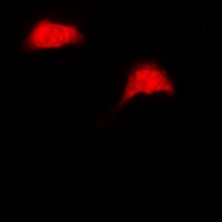 Anti-UBE2Z Antibody