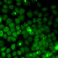 UFD1L antibody