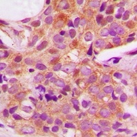 USO1 antibody