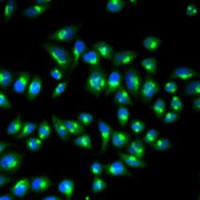 Anti-p115 Antibody