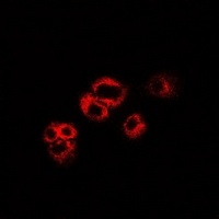 Anti-WIF-1 Antibody