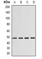 WIPI1 Antibody
