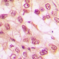 Anti-WWTR1 Antibody