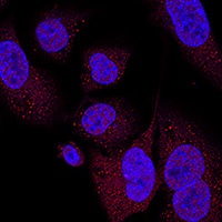 Anti-WWTR1 Antibody