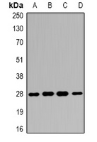14-3-3 beta Antibody