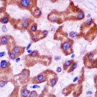 Anti-14-3-3 beta Antibody
