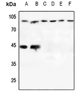 CD107b Rabbit Polyclonal Antibody