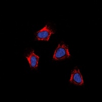 AGTR1 antibody