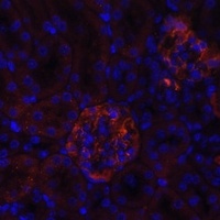 NPHS1 antibody