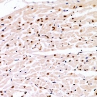 Anti-Cyclin E1 (Phospho-T77) Antibody