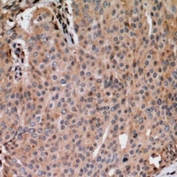 ANAPC1 antibody