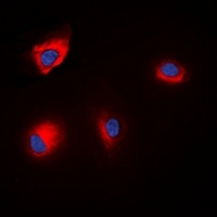 Anti-ANAPC1 (Phospho-S688) Antibody