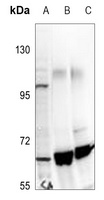 TIP60 Antibody