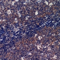 Anti-p47 phox Antibody