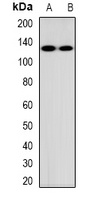 MUC1 Antibody