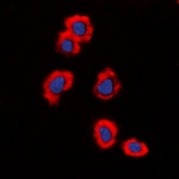Anti-MUC1 Antibody