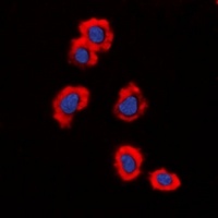 MUC1 antibody