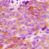 Anti-Alpha-1D Adrenergic Receptor Antibody