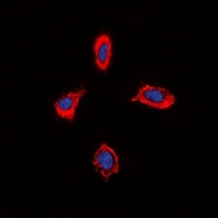 Anti-Alpha-1D Adrenergic Receptor Antibody