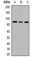 Cadherin 20 Rabbit Polyclonal Antibody