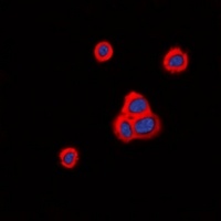 Anti-Cadherin 20 Antibody
