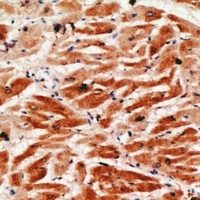 Anti-Granzyme A Antibody