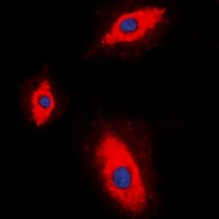 Anti-Granzyme A Antibody